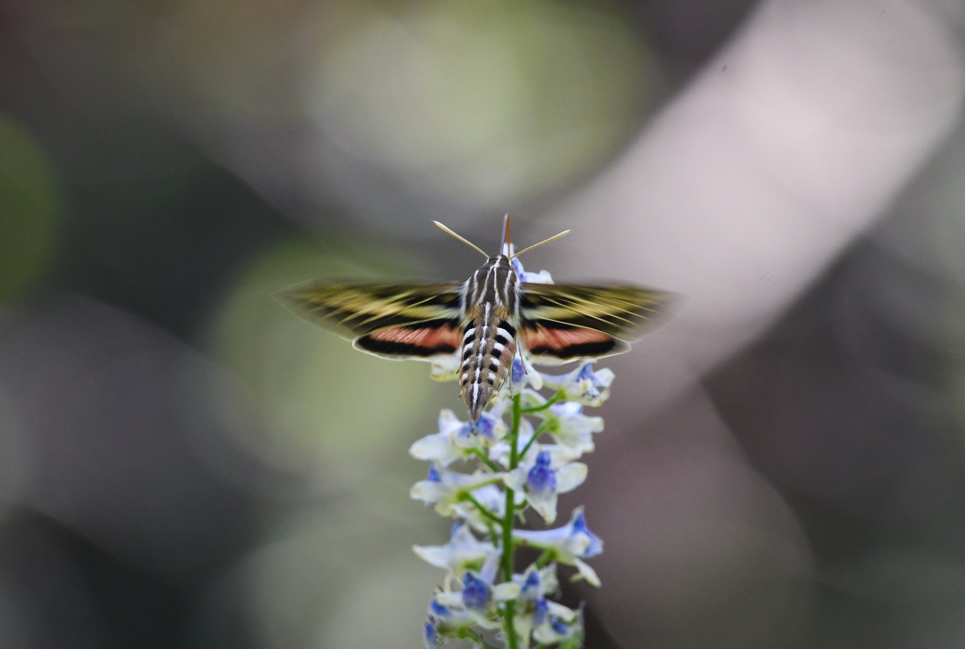 White-lined Sphinx